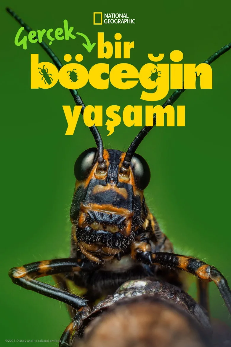 Gerçek Bir Böceğin Yaşamı Dizi izle
