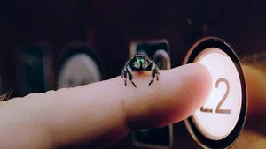 Kamera Arısında