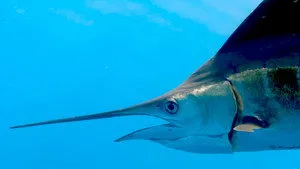 Karayipler